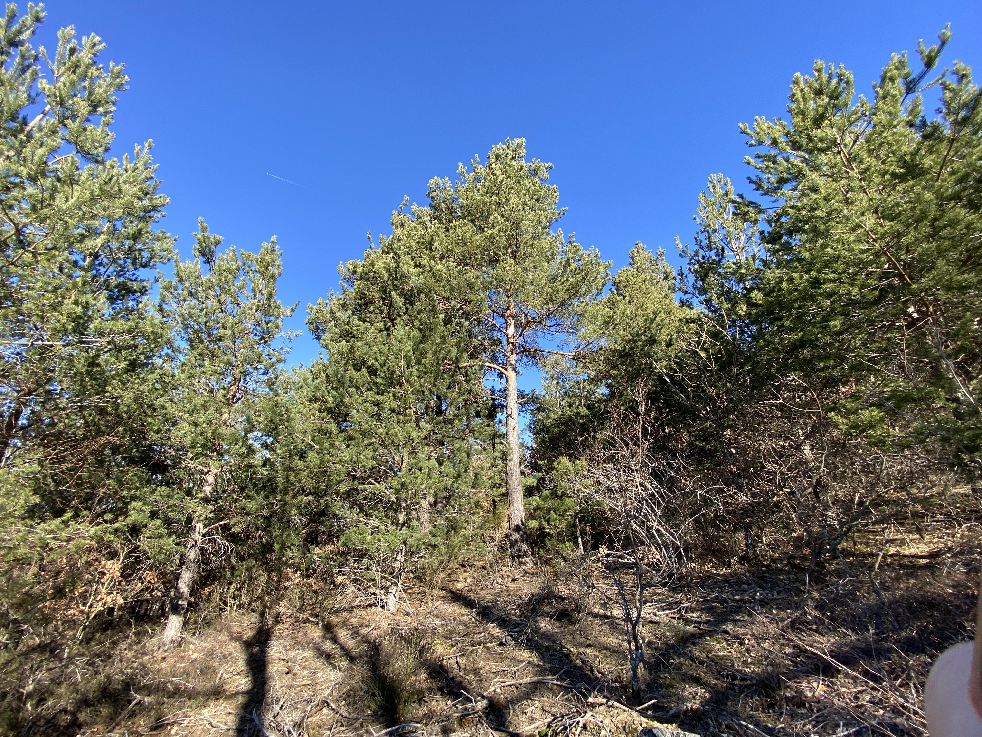 Forêt mixte résineux et feuillus à vendre dans les Hautes Cévennes