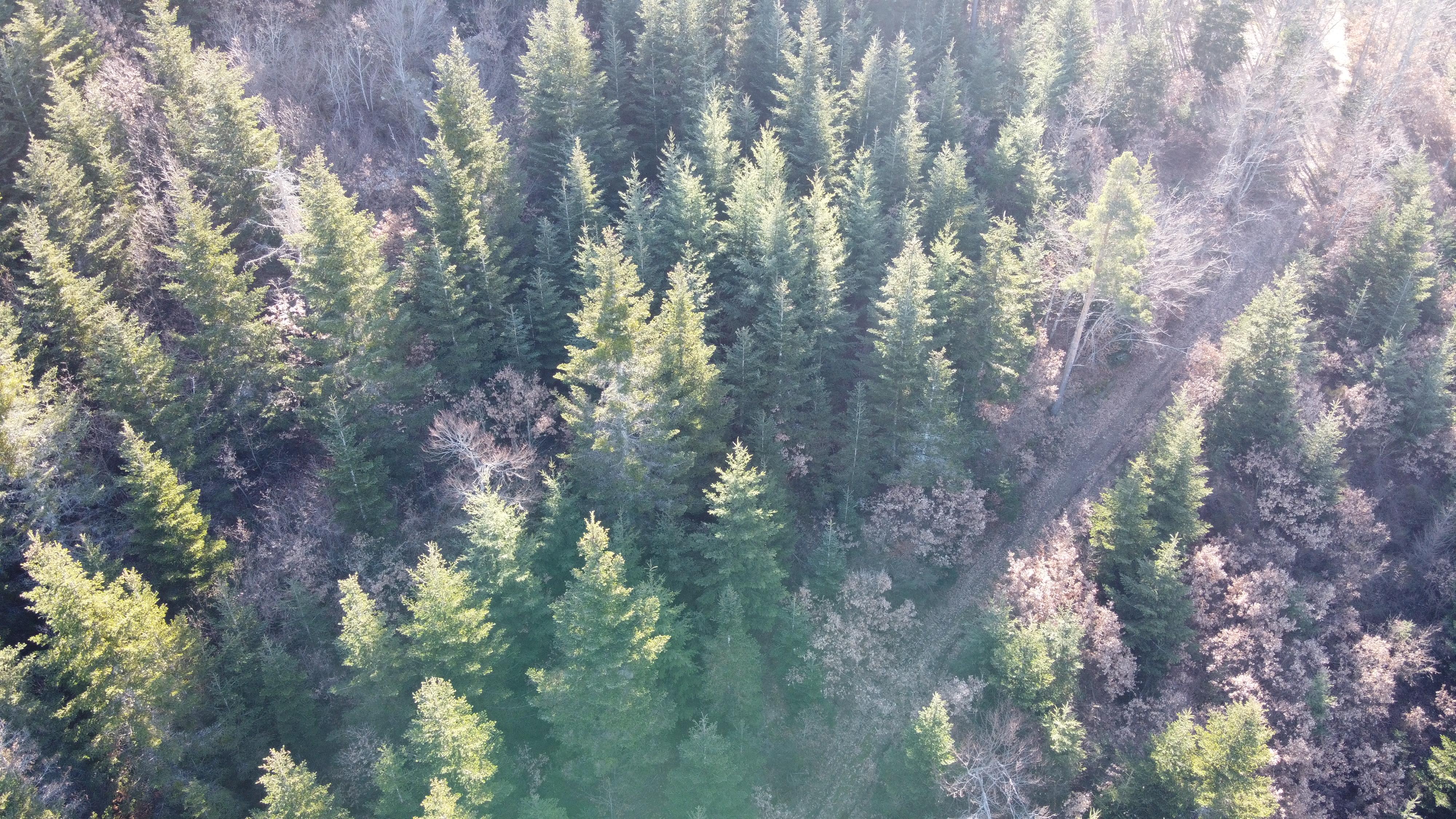 Forêt mixte résineux et feuillus à vendre dans les Hautes Cévennes