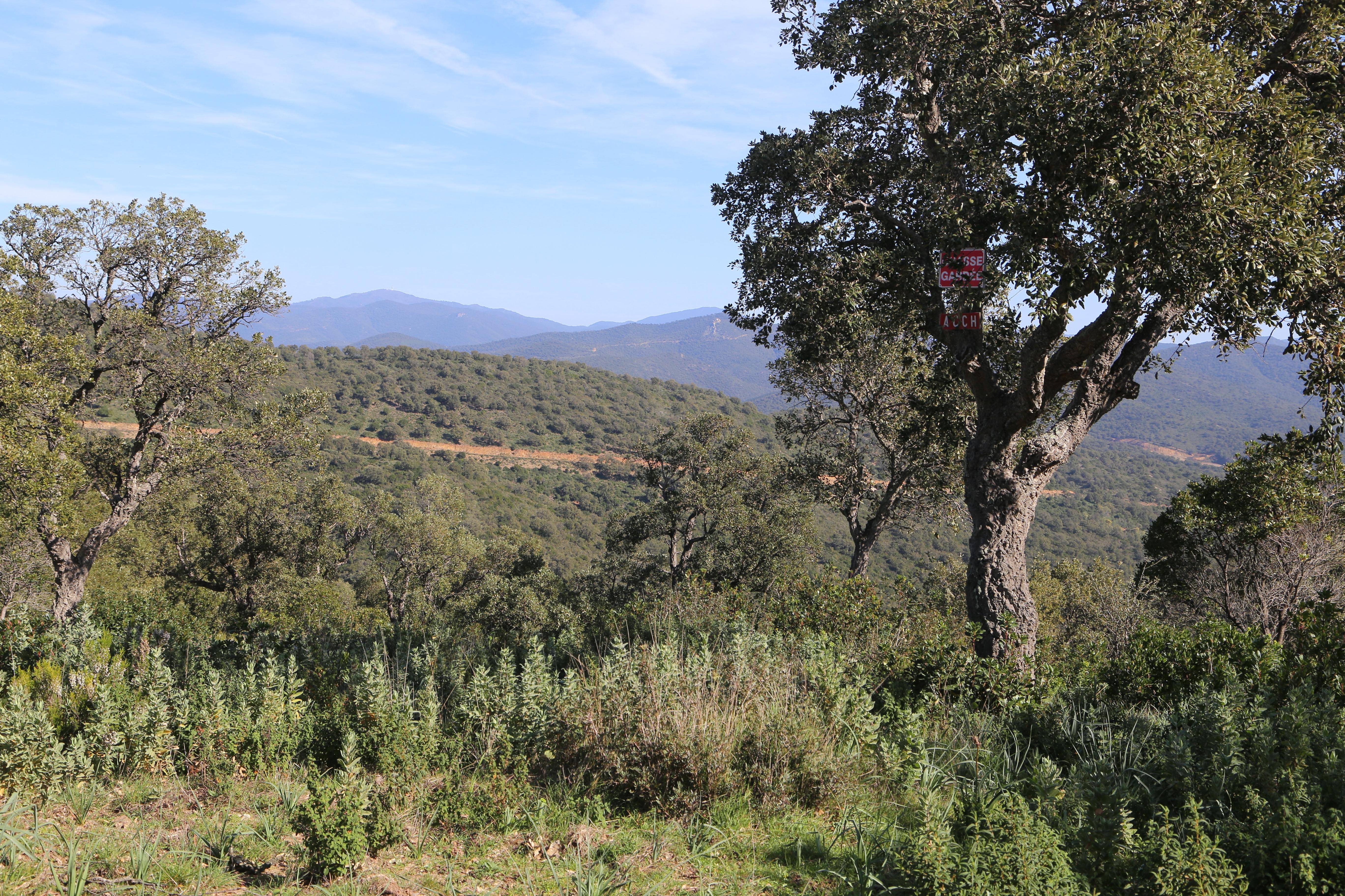 Foret De Production De Chene Liege A Vendre Dans Le Departement Du Var Foret Investissement