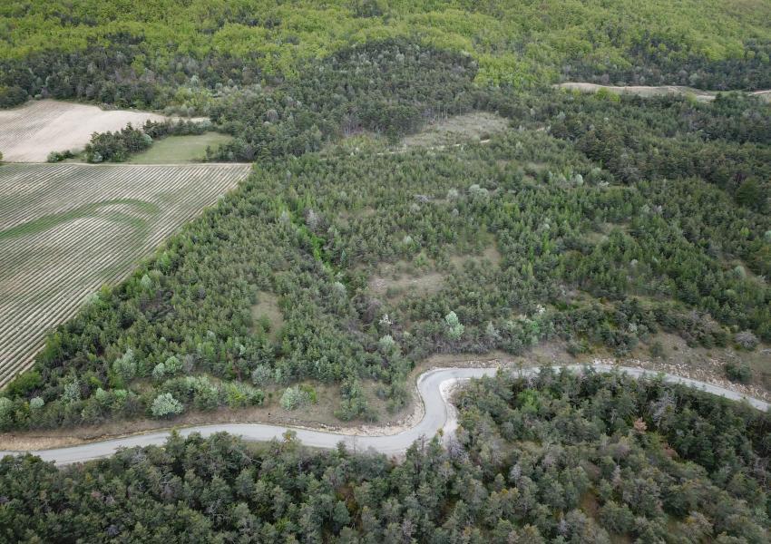 Forêt de production au cœur des Baronnies