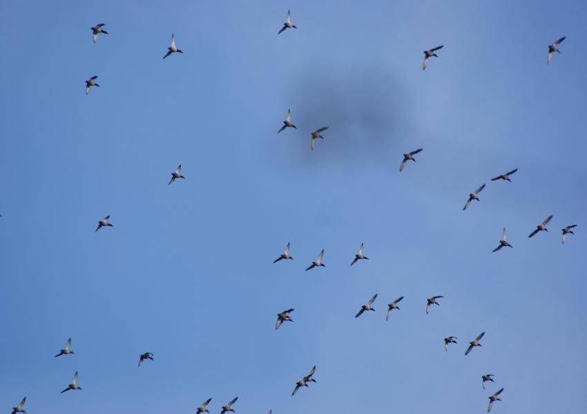 VENTE PAR APPEL D'OFFRES - Terrain de chasse en Flandre maritime