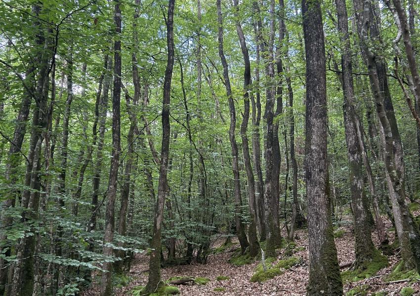 Forêt de production en Bretagne