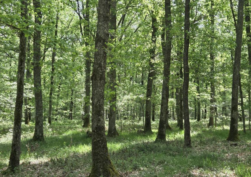 Forêt de Chênes dans l'Allier