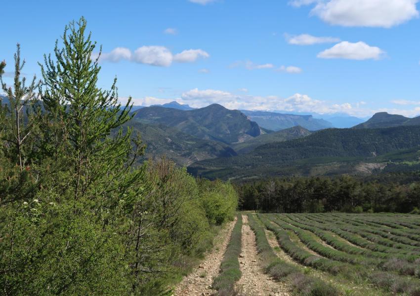 Forêt de production au cœur des Baronnies
