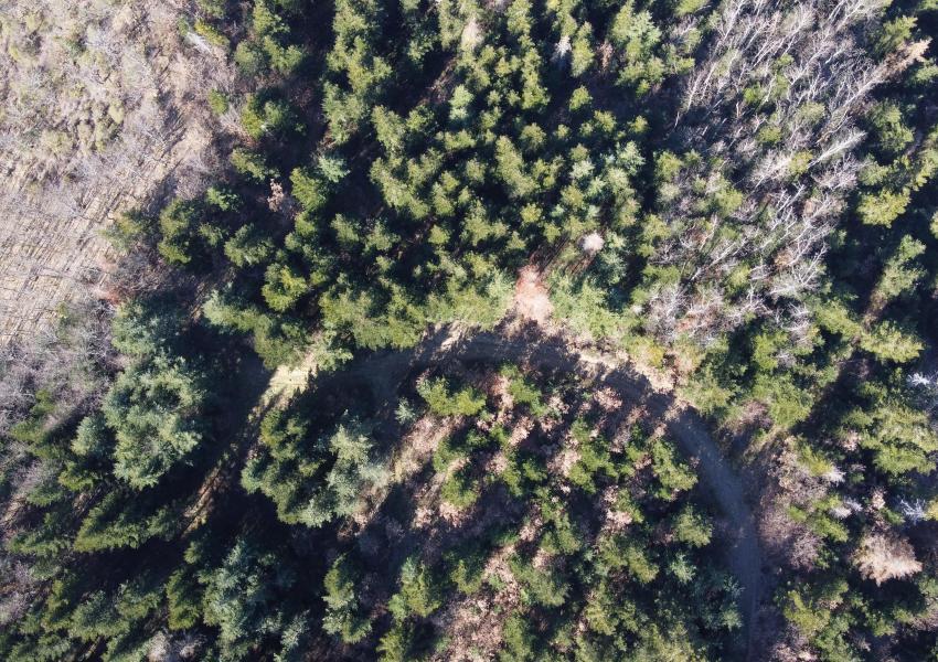 Forêt à haute valeur environnementale en Haute-Loire