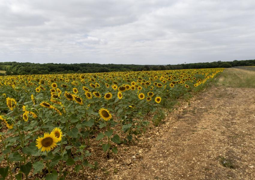 Domaine rural en Charente-Maritime