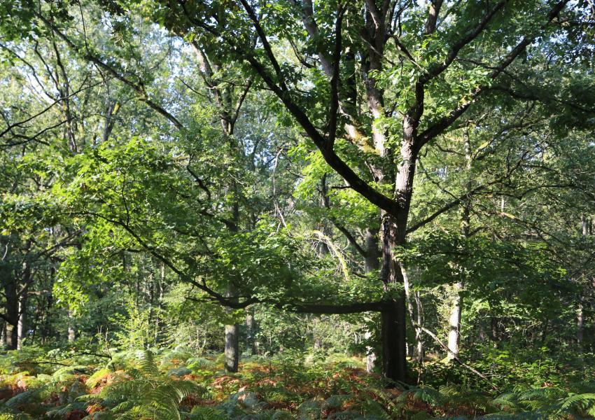 Propriété forestière en Sologne Bourbonnaise