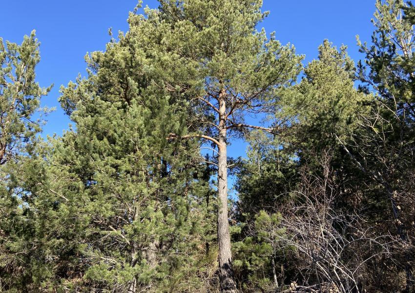 Forêt à haute valeur environnementale en Haute-Loire