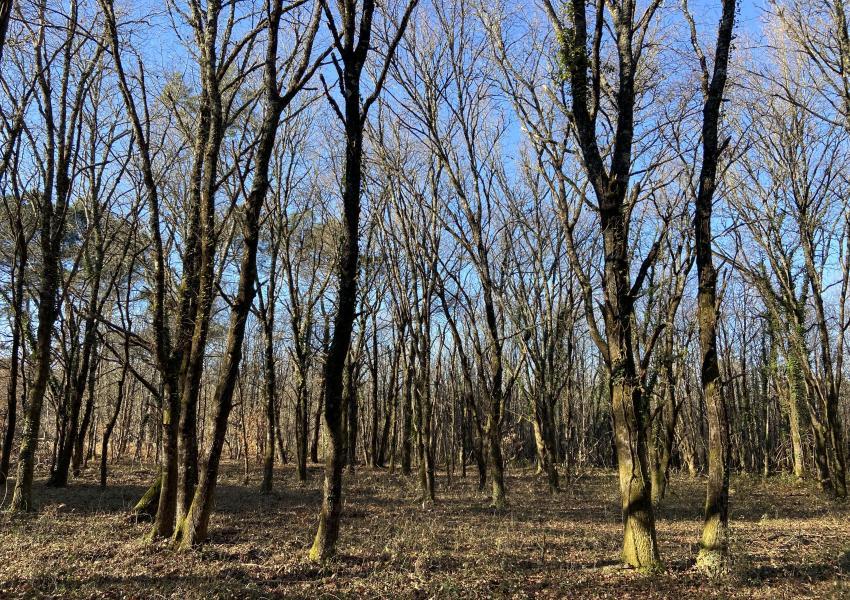 Forêt de production et sa zone humide en Gironde