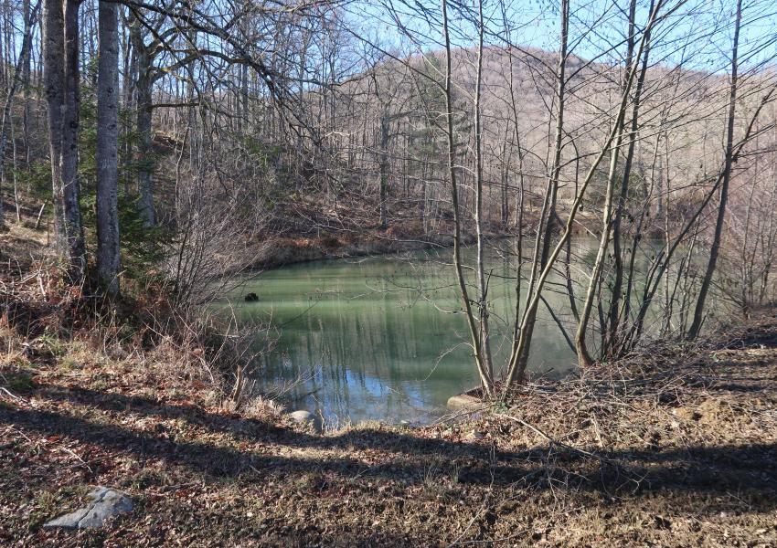 Forêt de Chênes proche de Toulouse