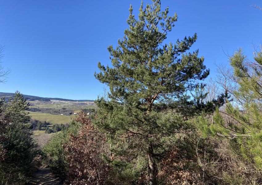 Forêt à haute valeur environnementale en Haute-Loire