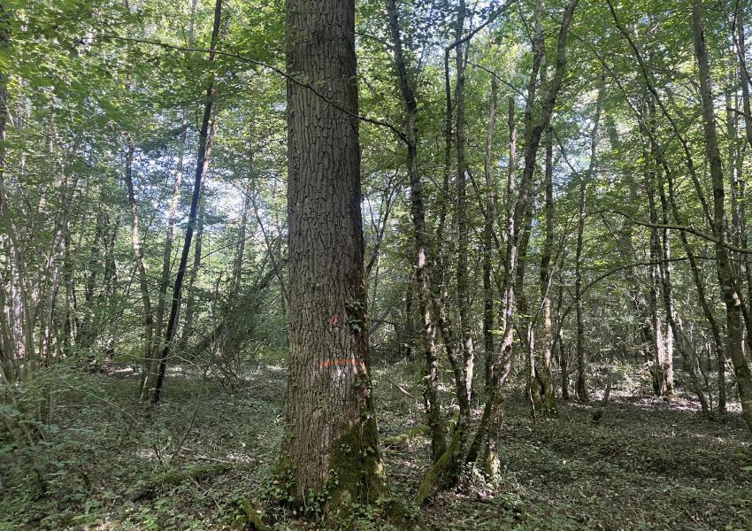 Domaine agricole et forestier proche de Clermont-Ferrand