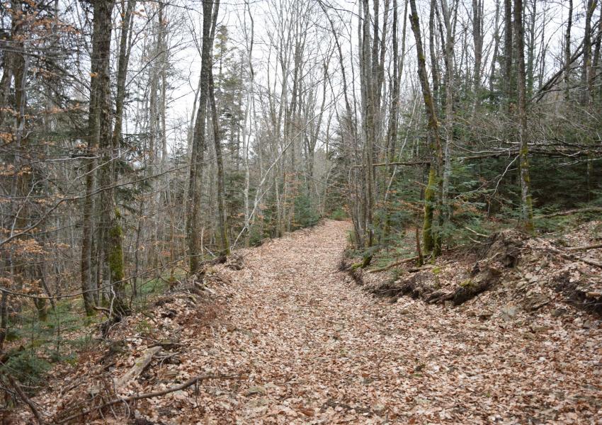 Foret De Production En Haute Loire Foret Investissement