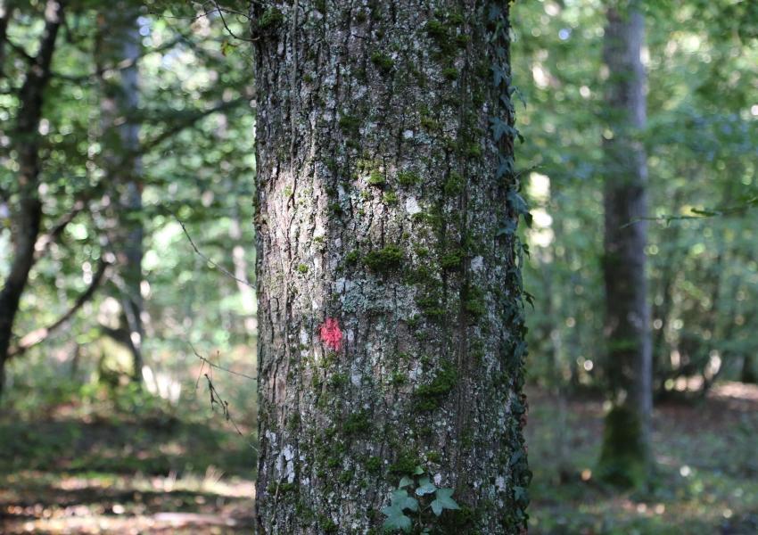 Propriété forestière en Sologne Bourbonnaise