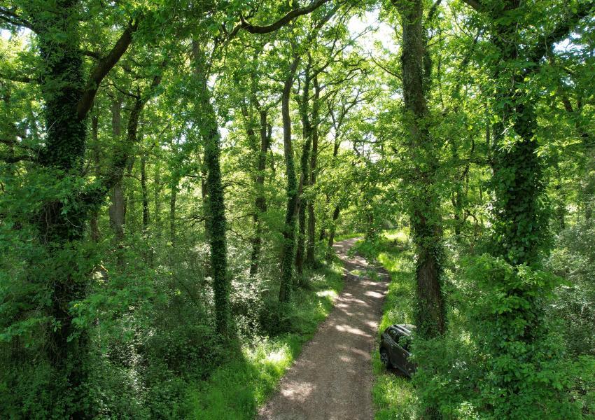 Peupleraie dans les Landes de Chalosse