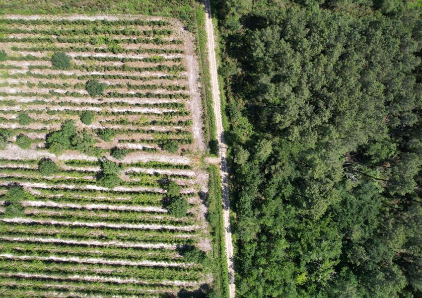 Forêt de Pin Maritime vers Bordeaux