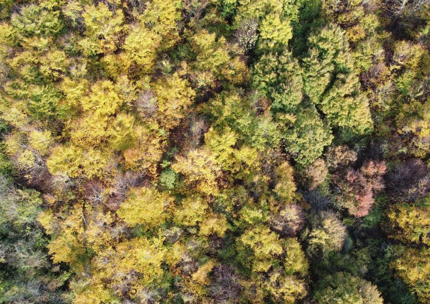 Plantation feuillues en Meuse