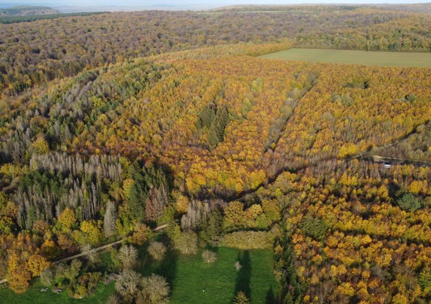 Plantation feuillues en Meuse