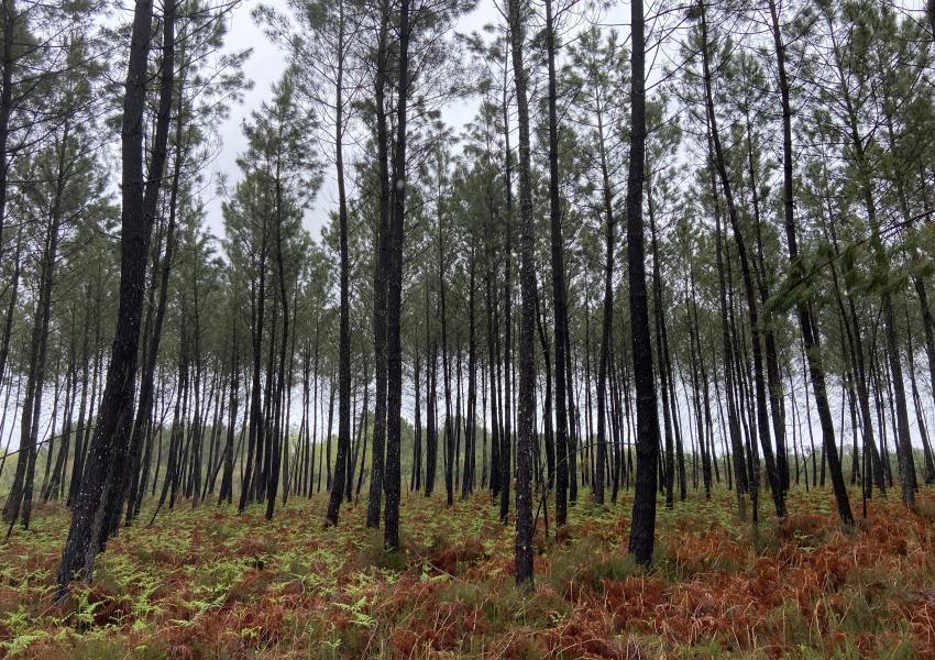 Forêt de Pins Maritimes dans Les Landes