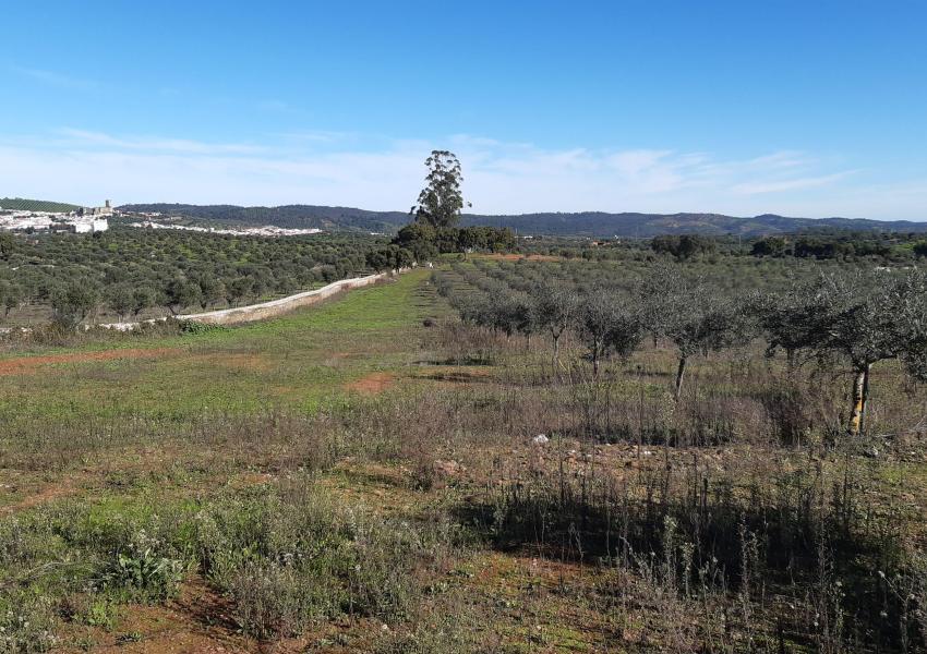 Oliveraie dans la région de l'Alentejo au Portugal