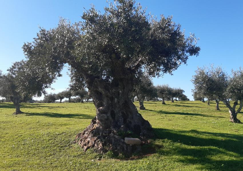 Oliveraie dans la région de l'Alentejo au Portugal