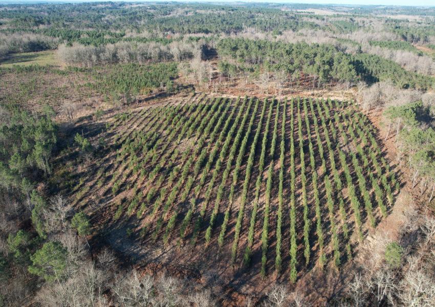 Forêt de production et sa zone humide en Gironde