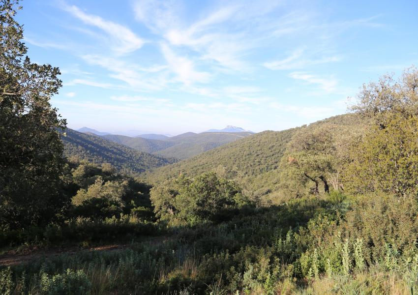 Massif forestier méditerranéen de 404 hectares