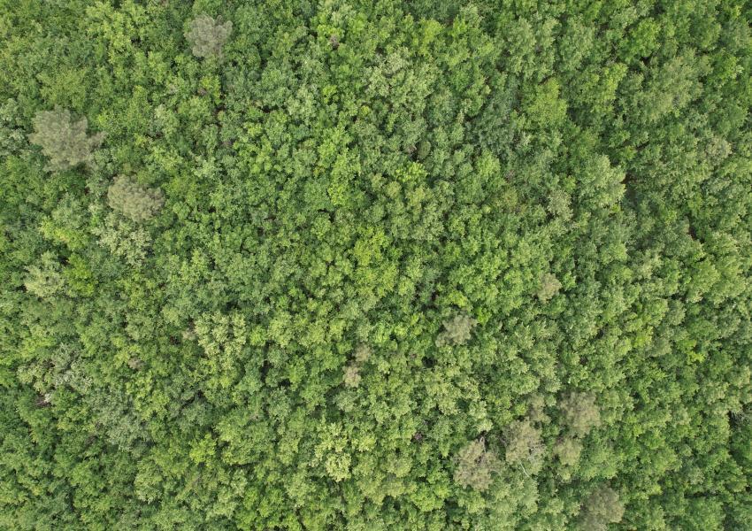 Forêt de feuillus en Haute-Garonne