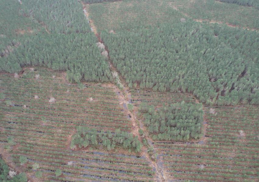 Forêt de Pin Maritime vers Bordeaux