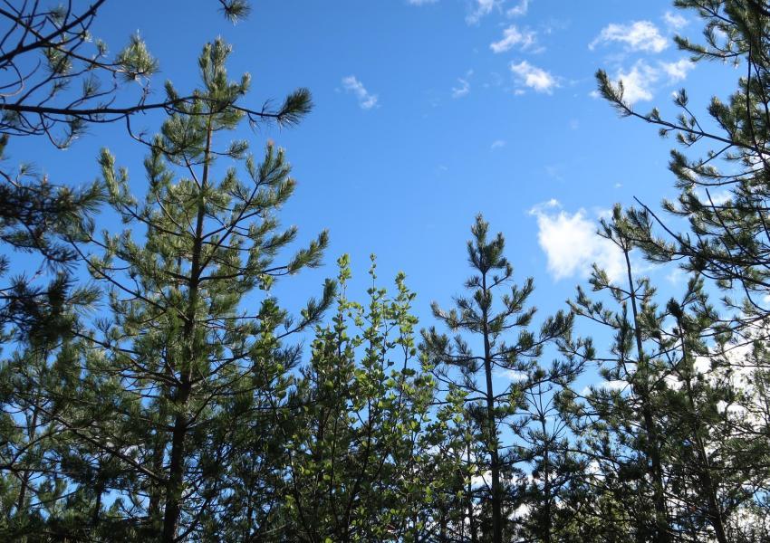 Forêt de production au cœur des Baronnies