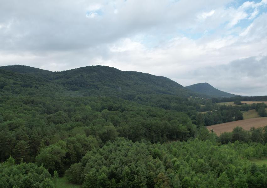Forêt de Chênes proche de Toulouse