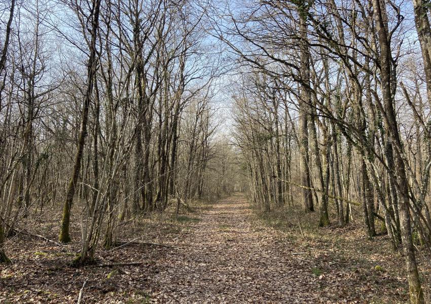 Propriété forestière dans le Parc Naturel Loire-Anjou-Touraine