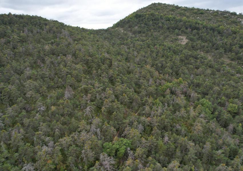 Massif forestier en Hautes-Alpes.