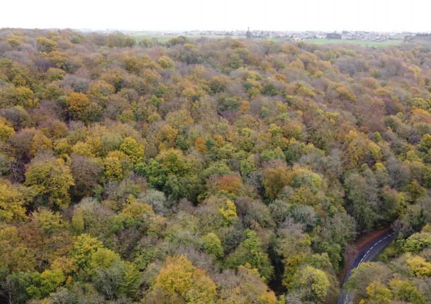 Hêtraie en Meurthe-et-Moselle