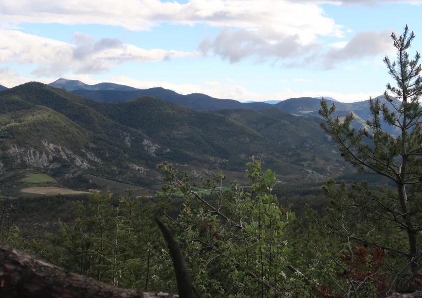 Forêt de production au cœur des Baronnies
