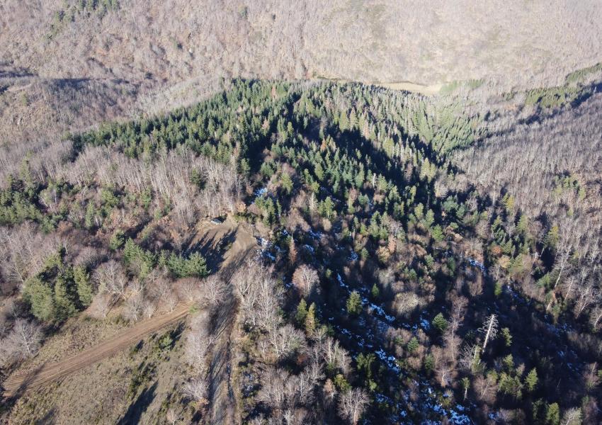 Forêt à haute valeur environnementale en Haute-Loire
