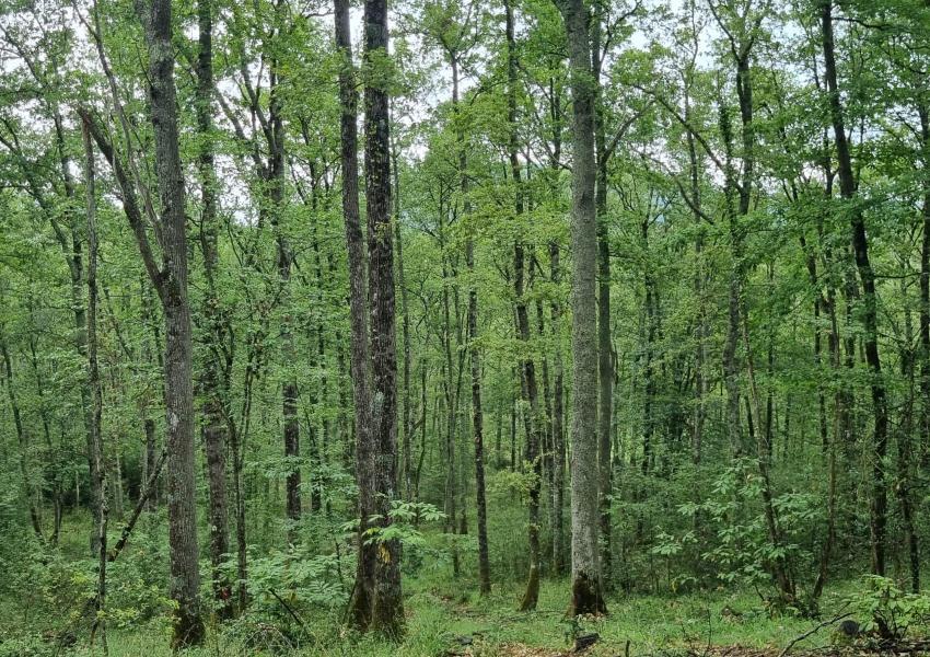 Forêt de Chênes proche de Toulouse