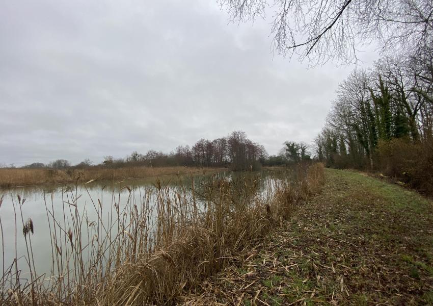 Étang avec hutte de chasse dans La Marne