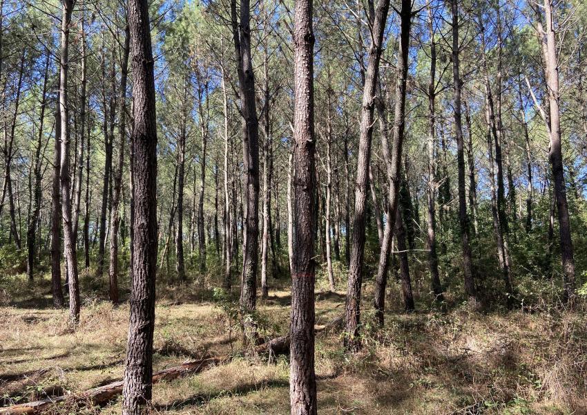 Forêt de production dans les Landes