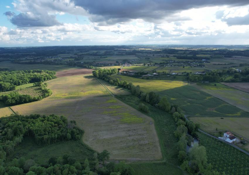 Peupleraie dans les Landes de Chalosse