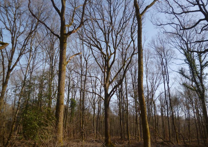 Propriété rurale avec bâtis et étang en Charente
