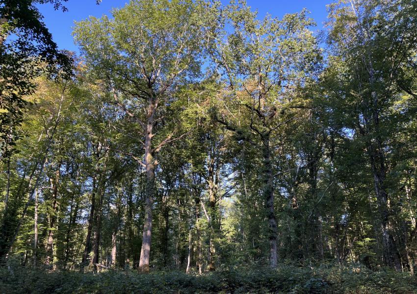 Forêt de production dans l'Yonne