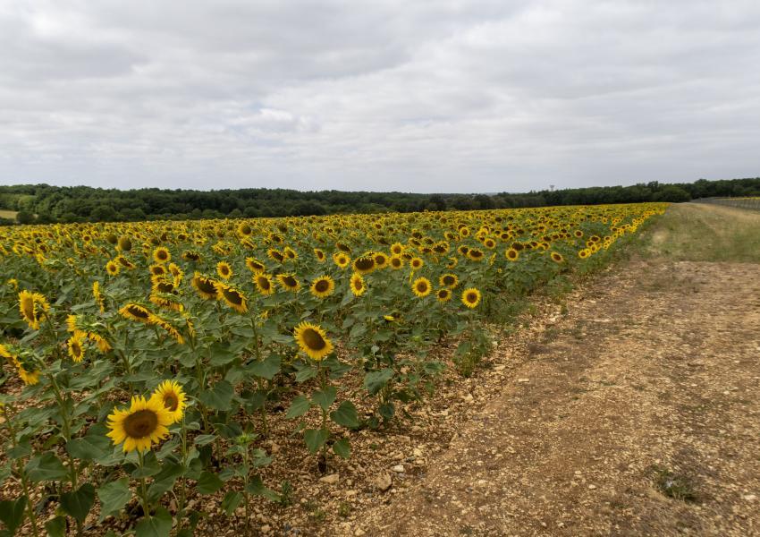 Domaine de chasse en Charente-Maritime