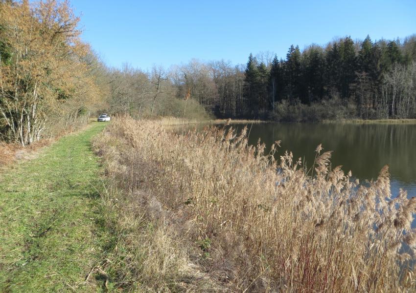 Propriété forestière avec étang