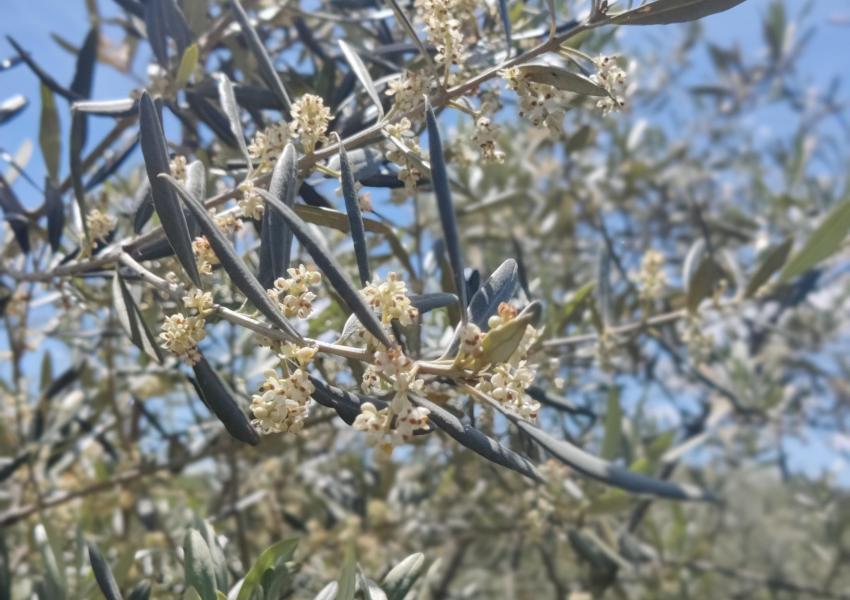 Oliveraie dans la région de l'Alentejo au Portugal