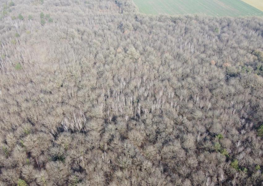 Propriété forestière dans le Parc Naturel Loire-Anjou-Touraine