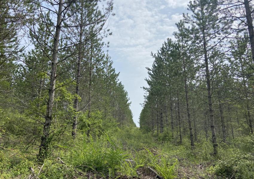 Forêt de production dans Le Lot-et-Garonne