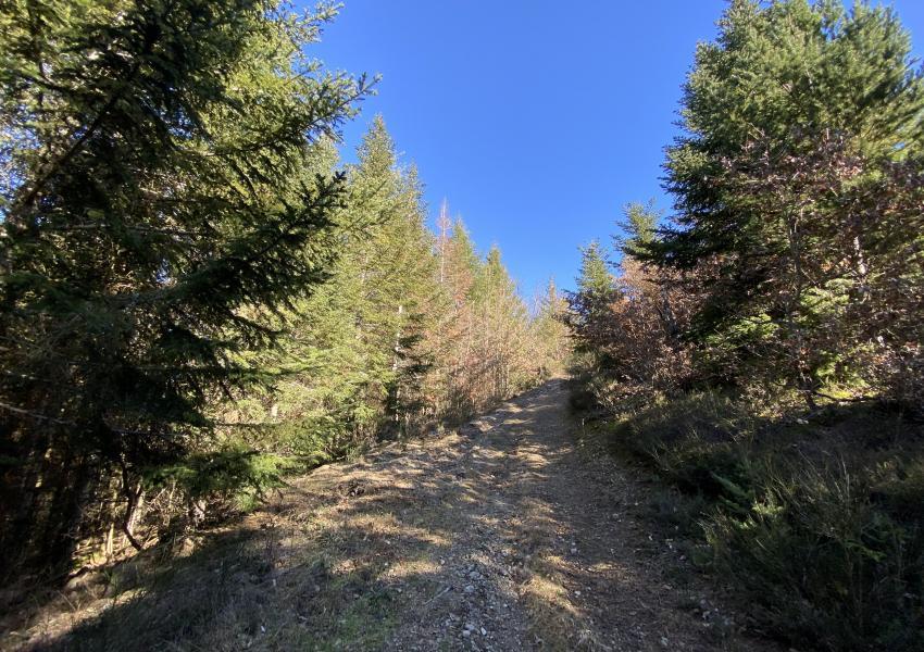 Forêt de production en Haute-Loire