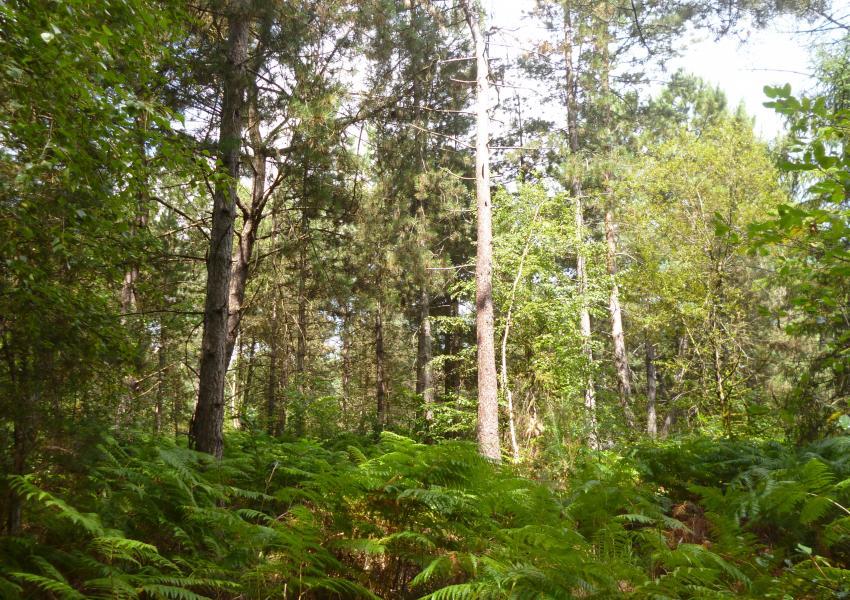 Propriété forestière au Nord de la Dordogne