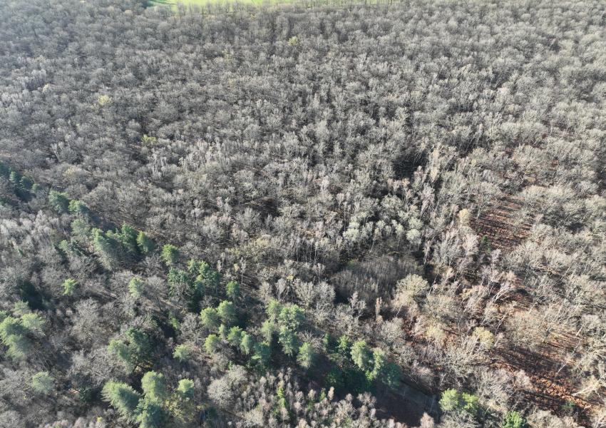 Forêt de Chênes dans l'Allier
